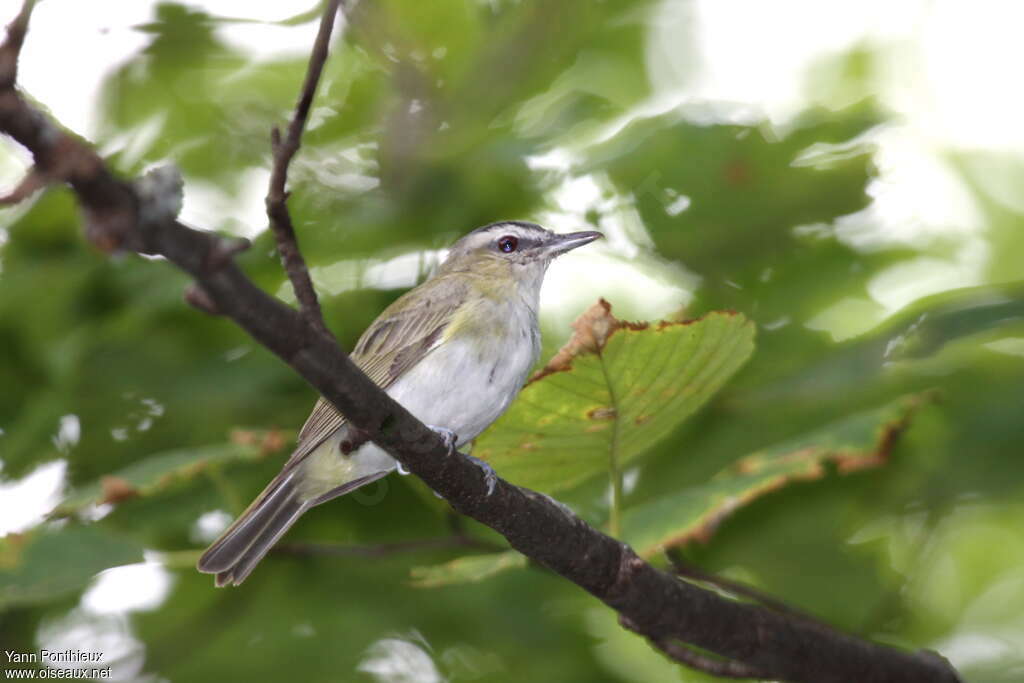 Red-eyed Vireojuvenile, identification