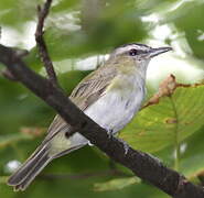 Red-eyed Vireo