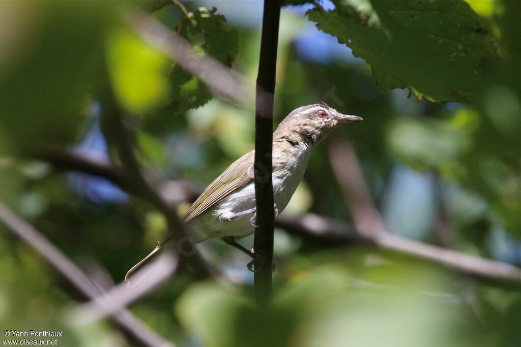 Red-eyed Vireo