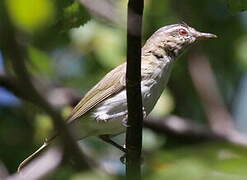 Red-eyed Vireo