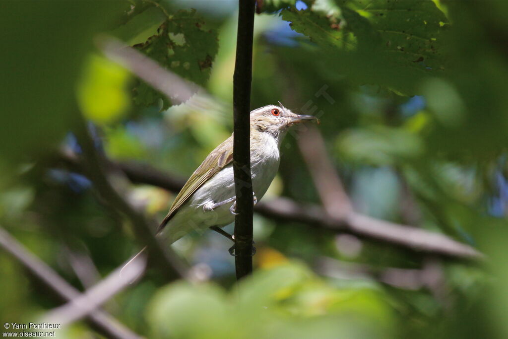 Red-eyed Vireo