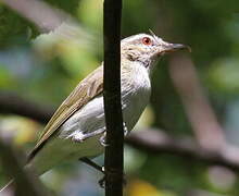 Red-eyed Vireo