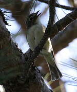 Blue-headed Vireo