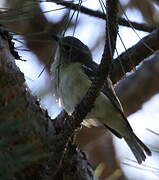 Blue-headed Vireo