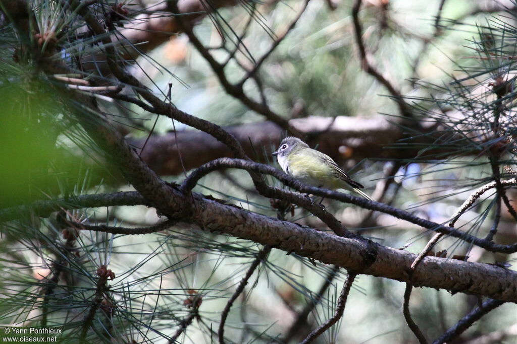 Blue-headed Vireoadult breeding