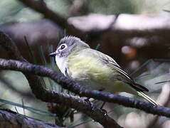 Blue-headed Vireo