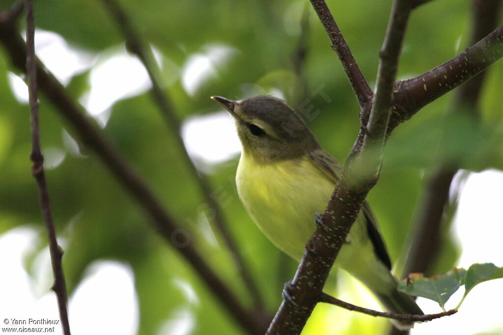 Viréo de Philadelphie, identification