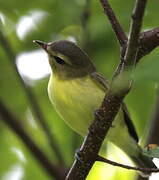 Philadelphia Vireo