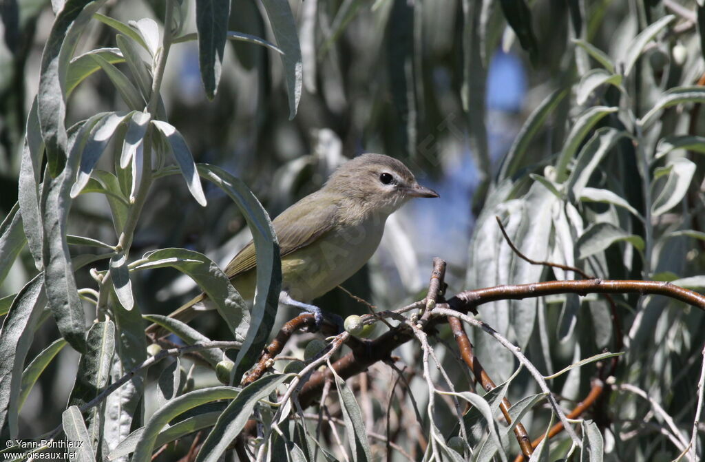 Warbling Vireojuvenile