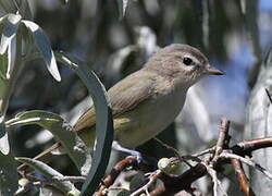 Warbling Vireo