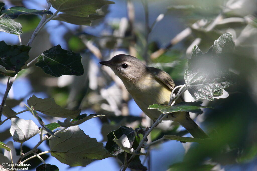 Warbling Vireo