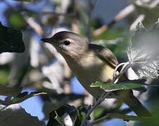 Warbling Vireo