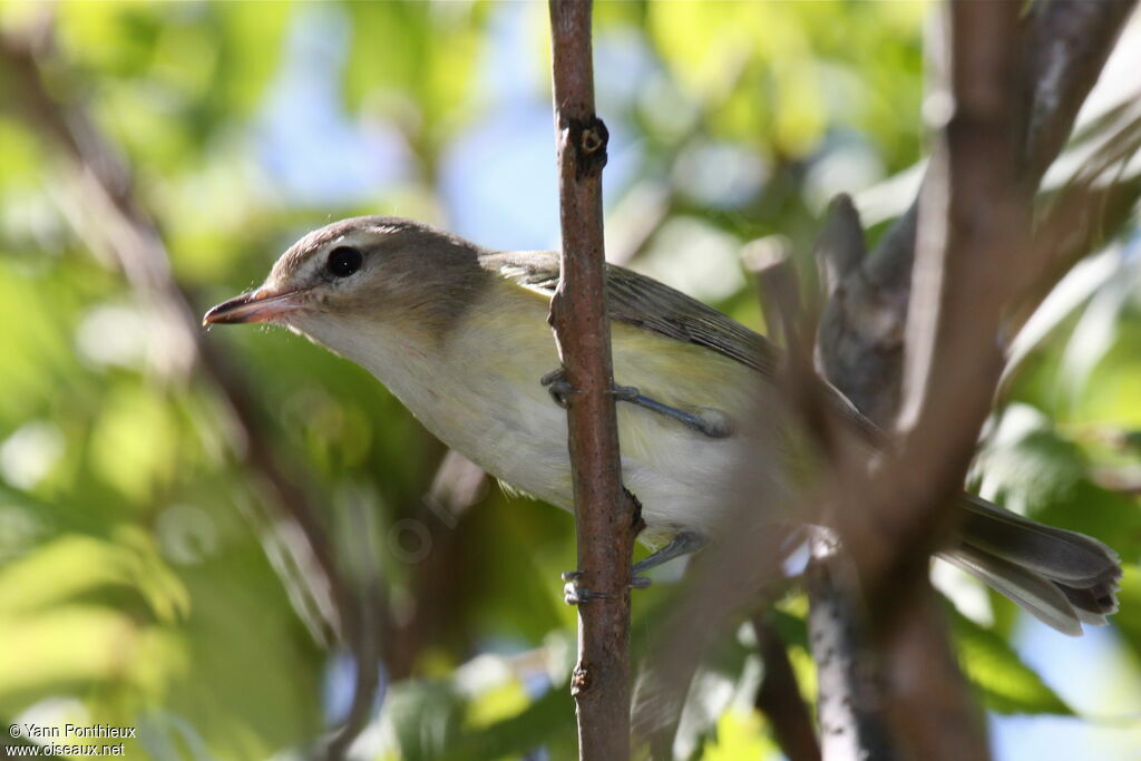 Warbling Vireo