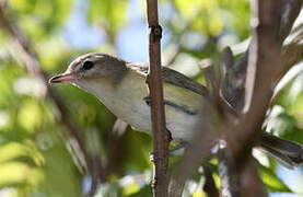 Warbling Vireo