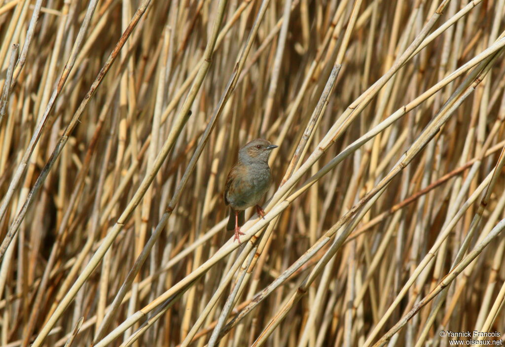 Accenteur mouchetadulte, habitat