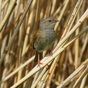 Dunnock