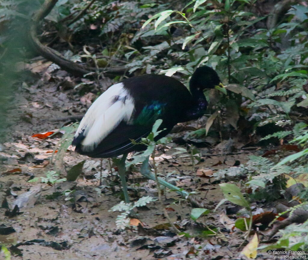 Agami à ailes blanchesadulte, habitat