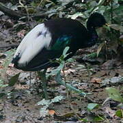 Pale-winged Trumpeter