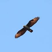 Verreaux's Eagle