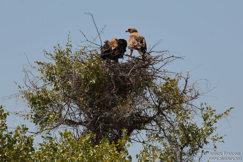 Tawny Eagleadult, habitat, aspect, Reproduction-nesting