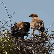 Aigle ravisseur