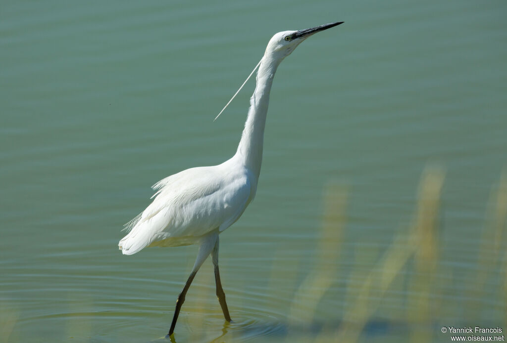 Aigrette garzetteadulte nuptial, identification, composition
