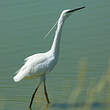 Aigrette garzette