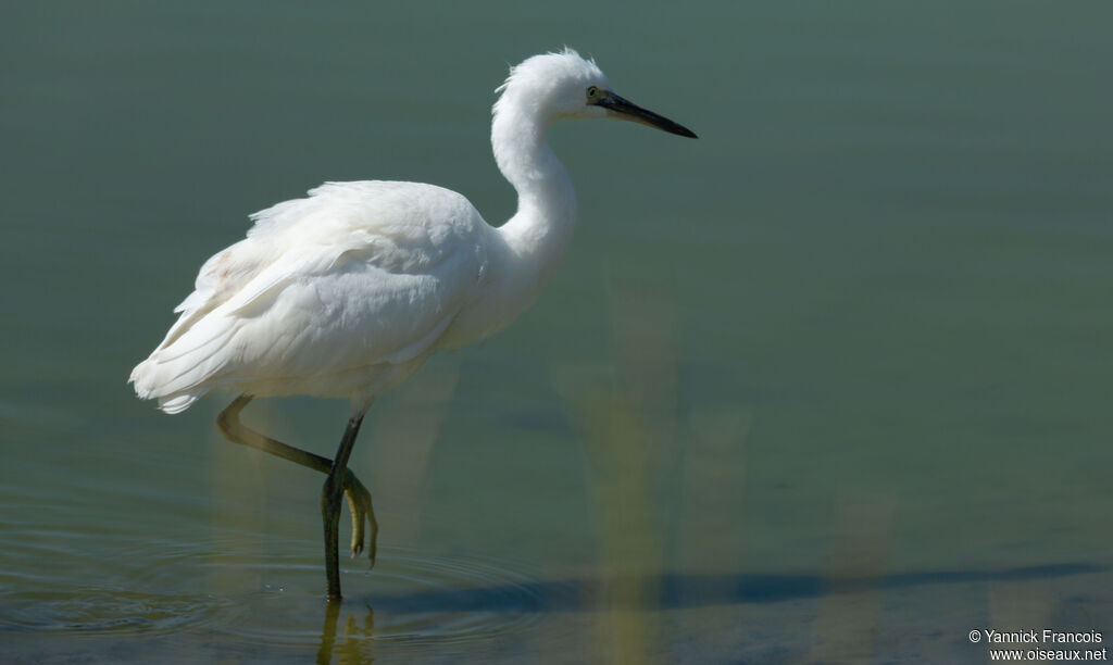 Aigrette garzetteadulte, identification, composition