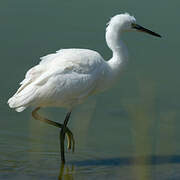 Aigrette garzette