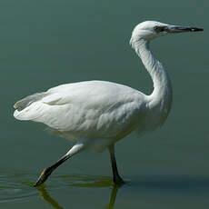Aigrette garzette