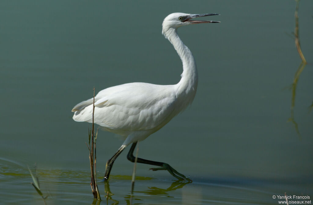 Aigrette garzetteadulte, identification, composition