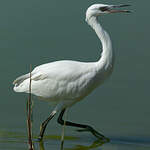 Aigrette garzette
