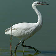 Aigrette garzette