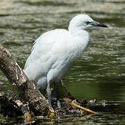 Aigrette garzette