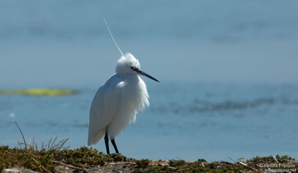 Aigrette garzetteadulte nuptial, identification, composition