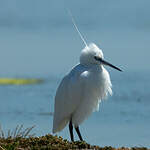 Aigrette garzette