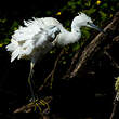 Aigrette garzette