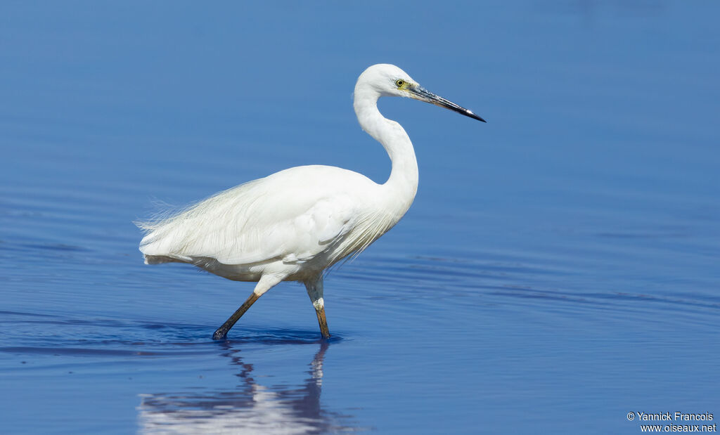Aigrette garzetteadulte, identification, composition