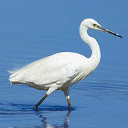 Aigrette garzette