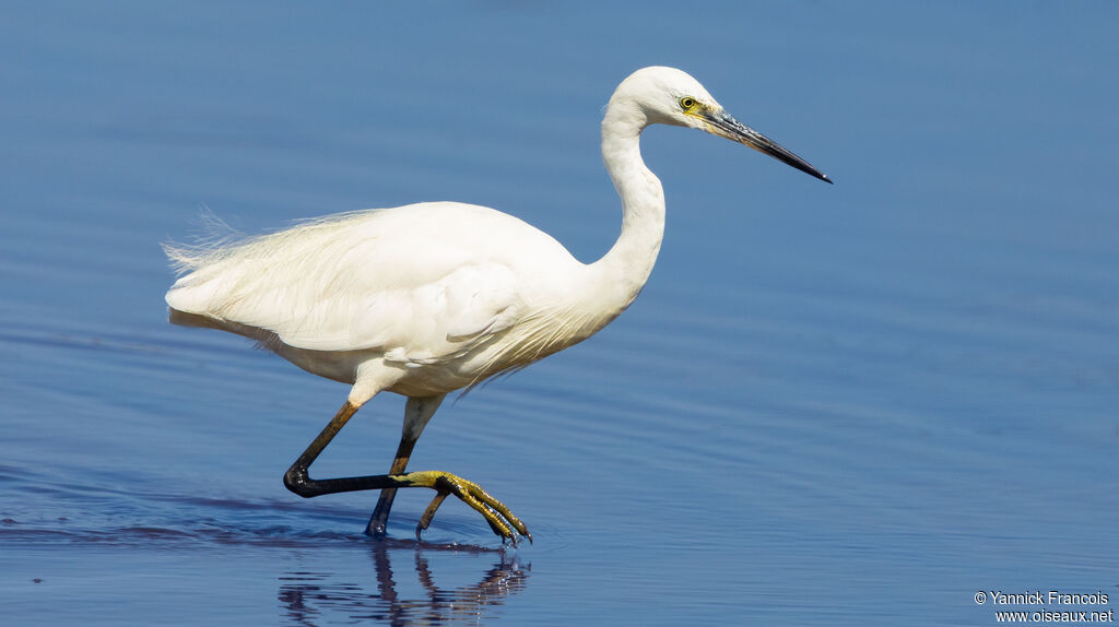 Aigrette garzetteadulte, identification, composition, marche