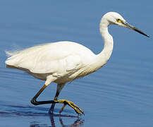 Aigrette garzette