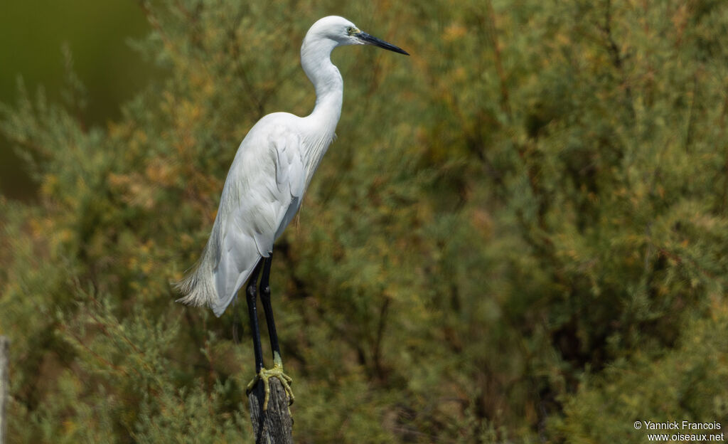 Aigrette garzetteadulte internuptial, identification, composition