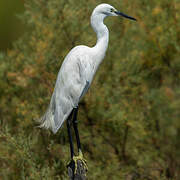 Aigrette garzette