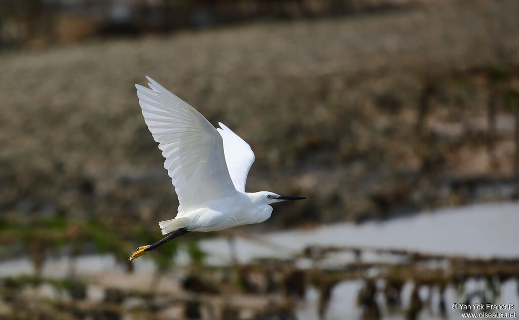 Little Egretadult, aspect, Flight