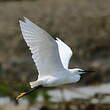 Aigrette garzette