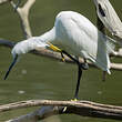 Aigrette garzette