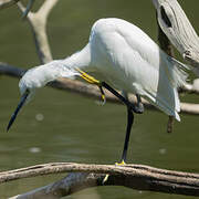 Aigrette garzette