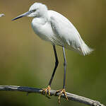 Aigrette garzette