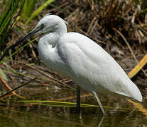 Little Egret