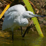 Aigrette garzette